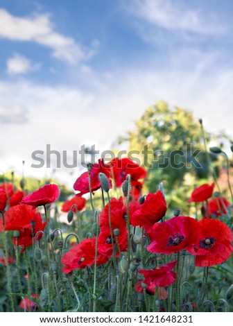 Flowers red poppies ( Papaver rhoeas, corn poppy, corn rose, field poppy, red weed, coquelicot ) on a background sky with clouds