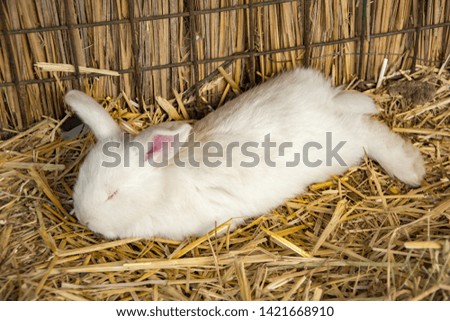 rabbit on dry grass (straw) 