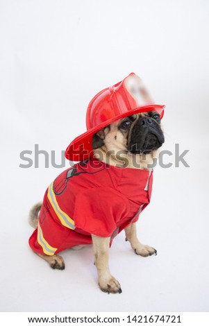Cute pug dog wearing fire fighter's helmet and coat