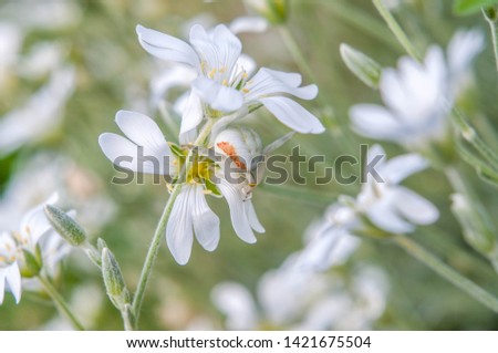 Misumena vatia is a species of crab spider.  White spider on the white flower. Flower mimicking crab spider. Royalty-Free Stock Photo #1421675504
