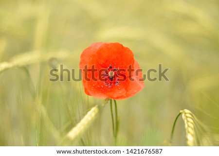 Red poppy flower in a field of grains.