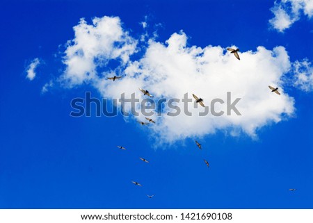 Pigeons flying. Many birds against morning cloudy sky
