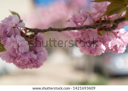 cherry blossom in an urban setting