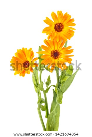 Bouquet of yellow Marigold flowers isolated on a white background. Calendula officinalis.