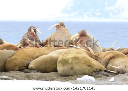 Walrus Odobenus rosmarus rosmarus in Svalbard
