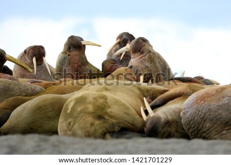 Walrus Odobenus rosmarus rosmarus in Svalbard