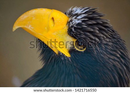 Eastern Eagle he is yellow beak and black feather. He is big bird.
