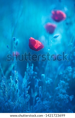 Red Poppies in Meadow, cross processed, blueish tint, selective focus