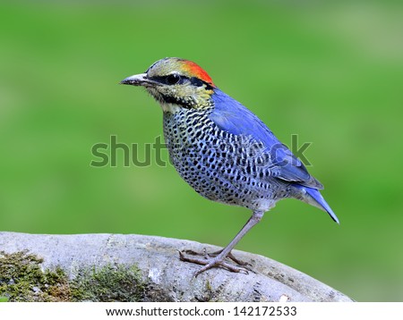The best shot of Blue Pitta ever taken with nice green background