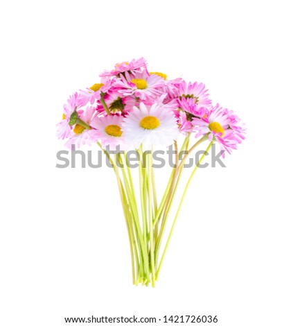 colorful Small bouquet of tender daisies. Studio Photo