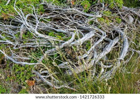 Dead and dried tree trunk amidst green grass