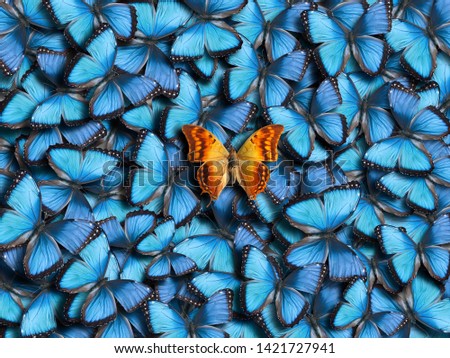 Background from many blue butterflies (Morpho peleides) and one orange butterfly (Charaxes candiope).