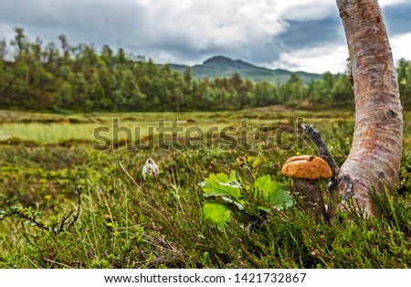 Brown cap boletus mushroom growing at the Trunk of Birch tree in focus at right of the picture. The landscape of Scandinavian tundra of Jamtland county of Sweden is at out of focus background.