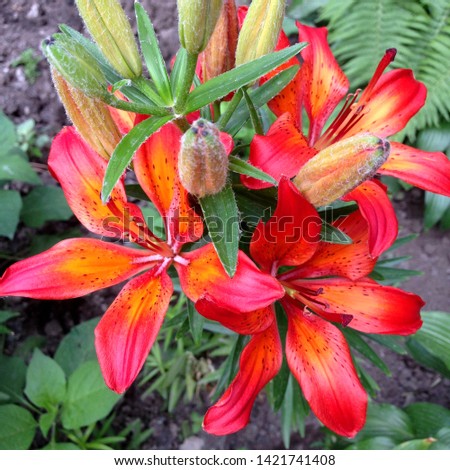 Macro photo nature blooming flower lily. Background texture plant lily with pink and red buds. Image plant blooming orange red tropical flower lilies