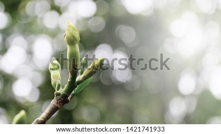Closeup nature view of green leaf on blurred greenery background in garden with copy space using as background natural green plants landscape, ecology. Blurred green bokeh nature abstract background