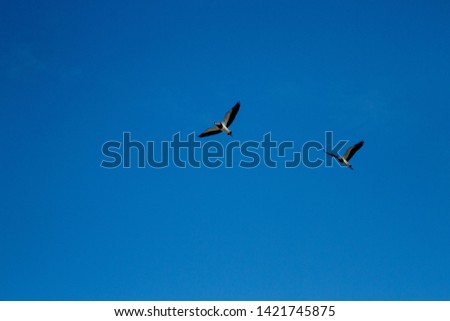 
photo of birds flying sky blue