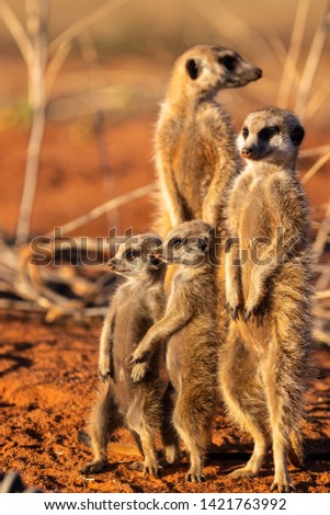 Meerkats waking up in the morning