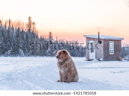 Landscape photo of a golden labrador dog sitting on a snowy frozen river with a fishing cabin and a forest in the background at sunset. Portrait photo of a Shot in Amos, Abitibi, Quebec, Canada.