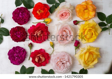 Floral pattern of colorful flowers of roses and green leaves on a white wooden background. Yellow, red, white, pink roses. Flat lay, top view.
