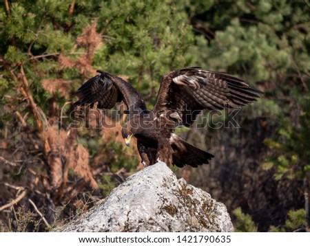 Golden eagle (Aquila chrysaetos) in flyight. Golden eagle portrait. Golden eagle sitting flying. Golden eagle landing on rock.