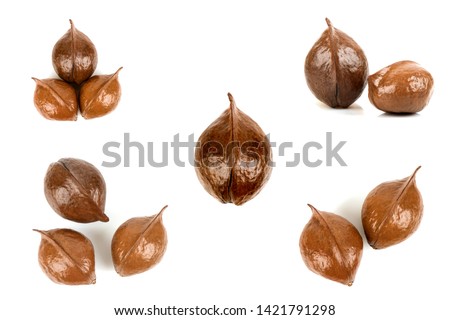 Heritiera littoralis Dryand.,  seeds on a white background. (group image)