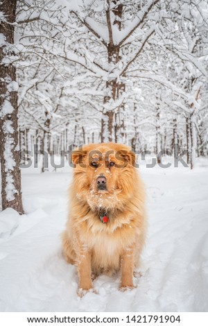 Portrait photo of a big golden retriever sitting in the snow in the woods after a snowstorm. He is staring at the camera, looking angry. Shot in Amos, Abitibi, Quebec, Canada.