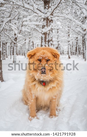 Portrait photo of a big golden retriever sitting in the snow in the woods after a snowstorm. He is staring at the camera, looking angry. Shot in Amos, Abitibi, Quebec, Canada.