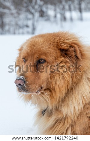 Portrait close up photo of a big, fury golden retriever looking away from the camera on a cold winter day with a frozen lake and forest in soft focus in the background.Shot in Abitibi, Quebec, Canada.