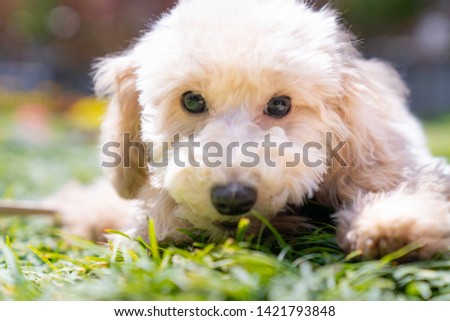 Very cute toy poodle pictures 
