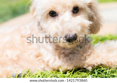 Very cute toy poodle pictures 

