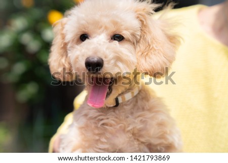 Very cute toy poodle pictures 

