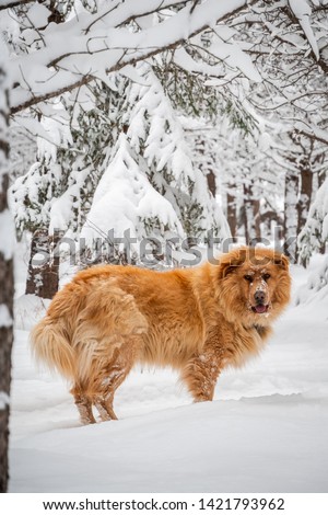Portrait photo of a big golden retriever standing in the snow in the forest on a cold winter day. He is staring at the camera with his tongue out, looking hungry. Shot in, Abitibi, Quebec, Canada.