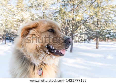 Landscape close up photo of a big golden retriever looking away from the camera with his tongue out with his muzzle full of snow. Shot in a wintry forest in, Abitibi, Quebec, Canada.