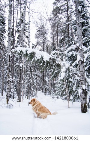 Portrait photo of a big golden retriever sitting in the snow in a dense, wintry forest, looking away from the camera. Shot in Amos, Abitibi, Quebec, Canada.
