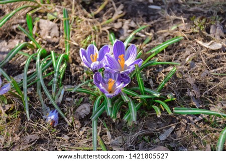 three purple spring crocuses growing in the grass close up
