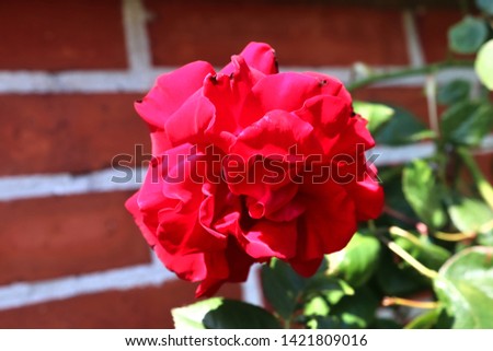 Colorful rose blossom in a high detail close up view