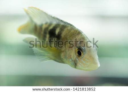 Aquarium Fish dwarf Cichlid. Apistogramma nijsseni is a species of cichlid fish, endemic to highly restricted local black water habitats in the southern Peru.