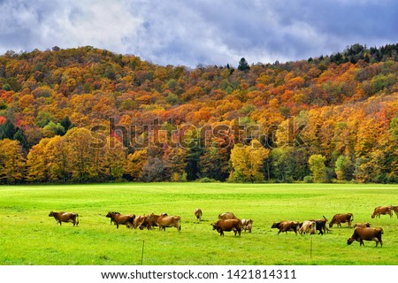 Cows grazing on a farmland on a beautiful autumn day - Green Mountains of Vermont, with Vermont landscape and fall colorful fall foliage on the background. Royalty-Free Stock Photo #1421814311