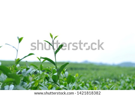 closeup fresh green tea leaves. - Image