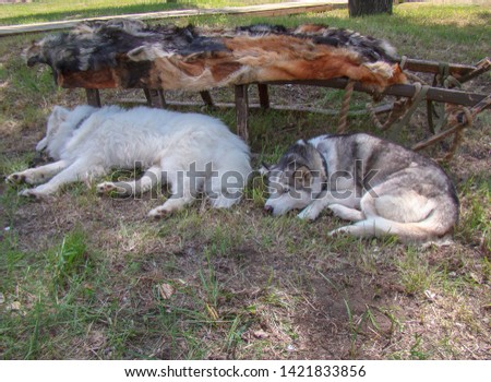 Northern dogs rest. Breeds - husky and white samoyed. Wooden sled on skids covered with wolf and fox fur.                              