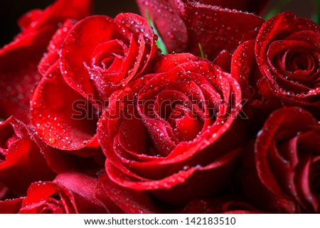 Red roses close up. Background.red soses.