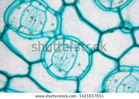 Histological structure of stoma cell or guard cell of leaf under light microscope