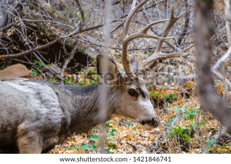 USA, american white tailed deer in the forest.