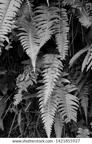 Colorless leaves in the rainforest
