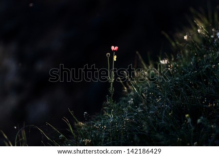 Beautiful light on a lonely flower on a hillside in the dawn time