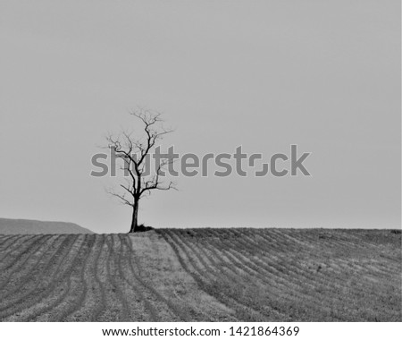 A Black and White Picture of a Lone Tree Between Corn Fields in Loves Valley Between Obisona and Shirleysburg in the Beautiful Appalachian Mountains of Pennsylvania