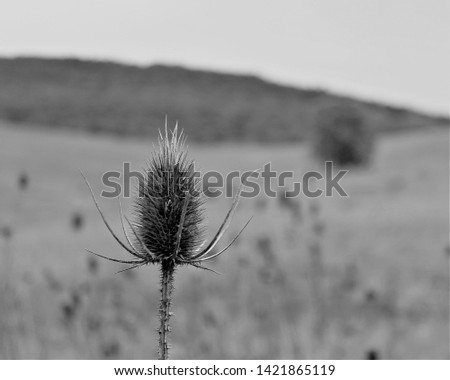 A Black and White Picture of a Giant Thistle in Front of a Corn Fields in Loves Valley Between Obisona and Shirleysburg in the Beautiful Appalachian Mountains of Pennsylvania