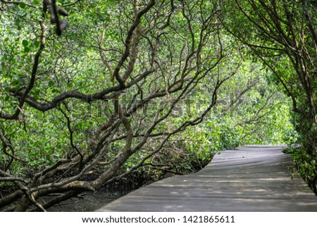 Wooden path in mangrove forest in Bali, Indonesia