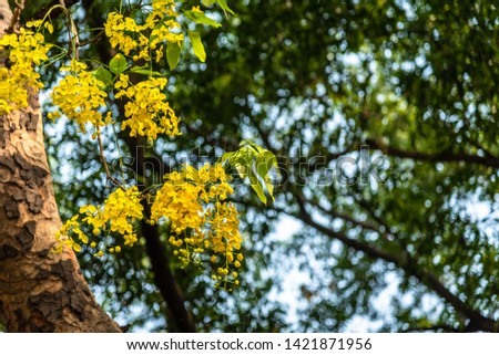 Selective focus fresh yellow flowers of Cassia fistula also known as golden shower tree at Deer Park in Hauz Khas complex at Delhi, India.