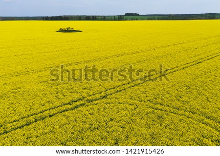 Aerial perspective view on yellow field of blooming rapeseed with trees, sky, soil spot in the middle and tractor tracks